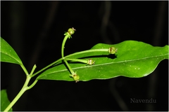 Blachia umbellata
